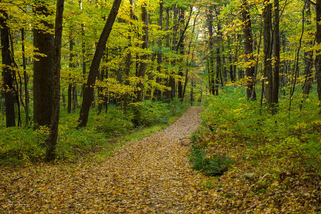 Fire Road and Woods print