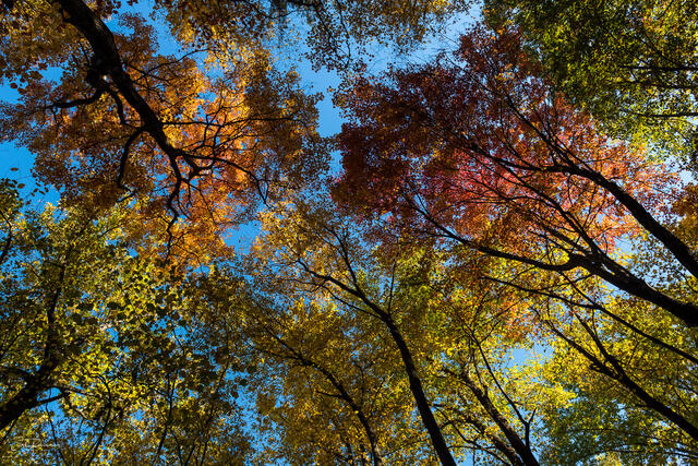 Autumn Canopy print