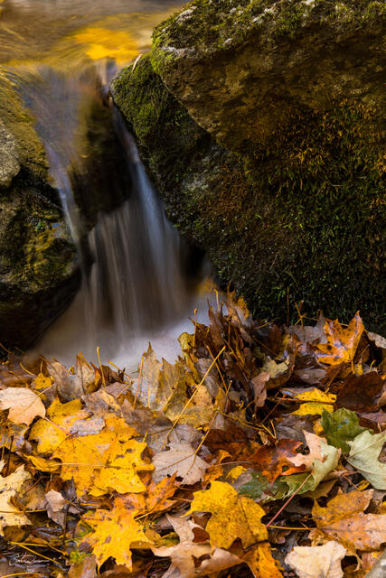 Spill and Leaves print