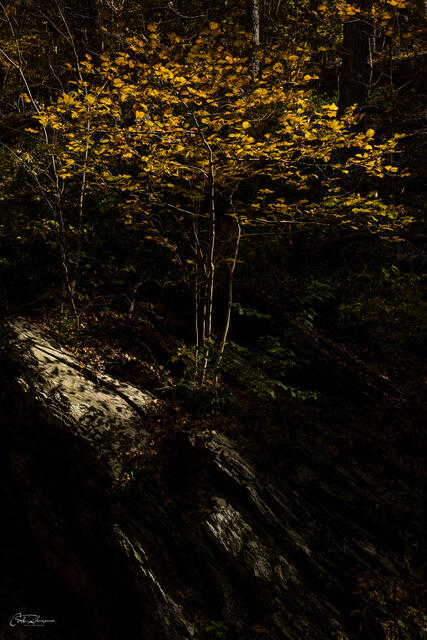Spotlight print