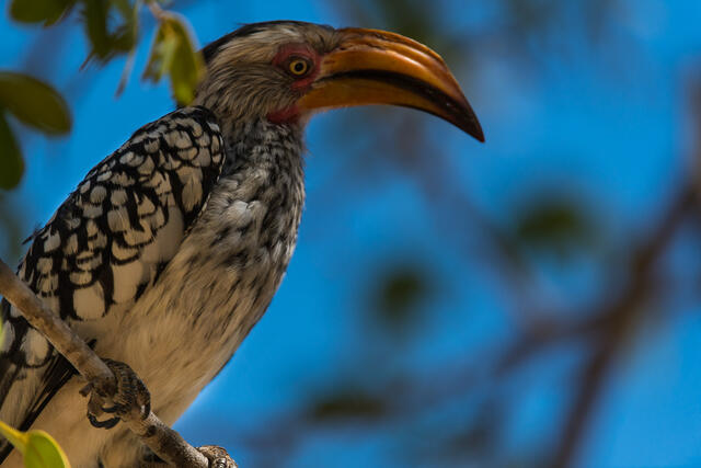 Hornbill in Tree print