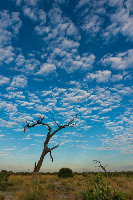 Lone tree print