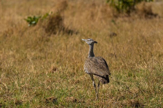 Lone Bustard print