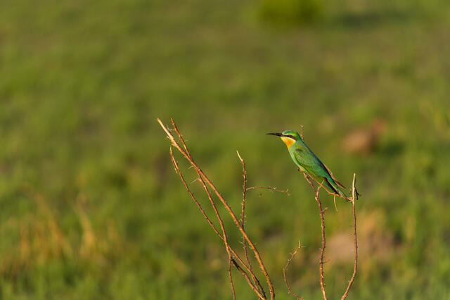Bee-Eater in Light print