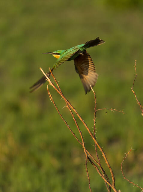 Bee-Eater in Flight print