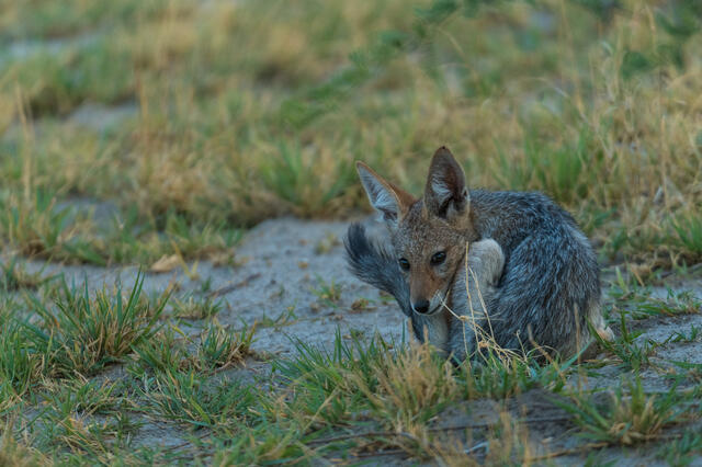 Huddling Jackal print