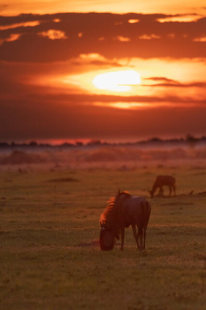 Wildebeest at Sunset print