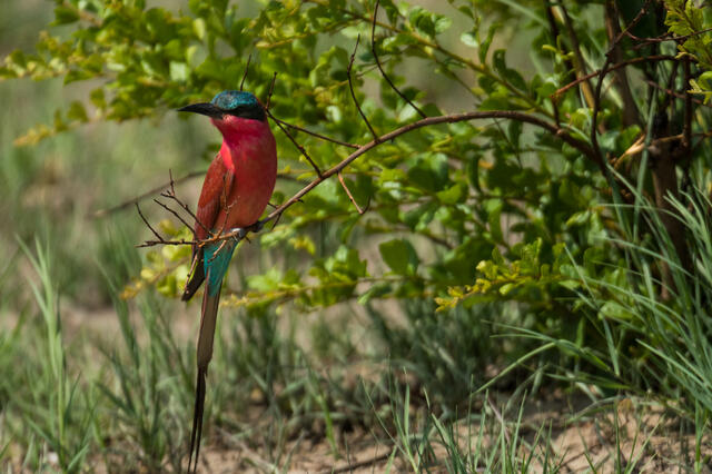 Bee-Eater on Branch print