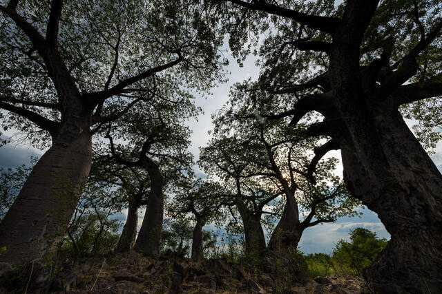 Grove of Ancients print