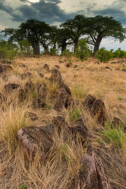 Baobabs and Rocks print