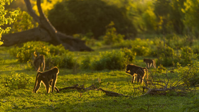 Baboon Light print