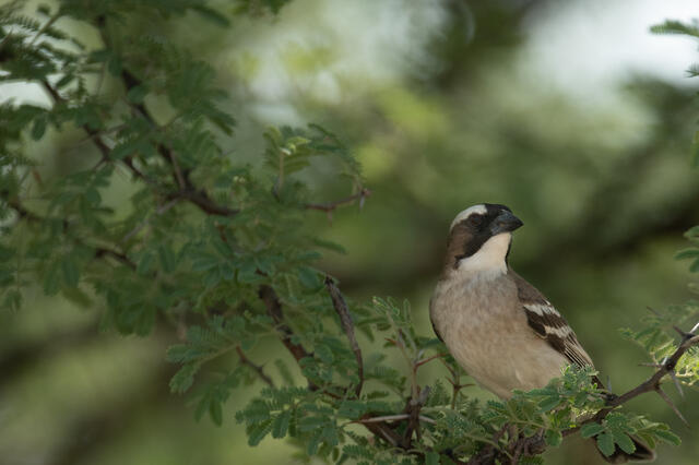 Weaver on Branch print