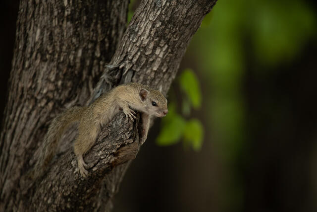 Squirrel at Rest print
