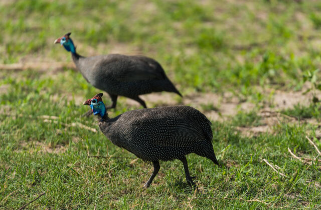 Guineafowl Pair print