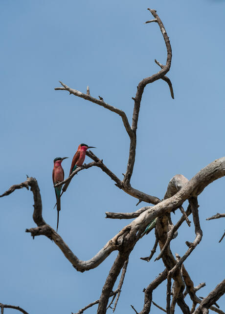 Bee-eater Pair print