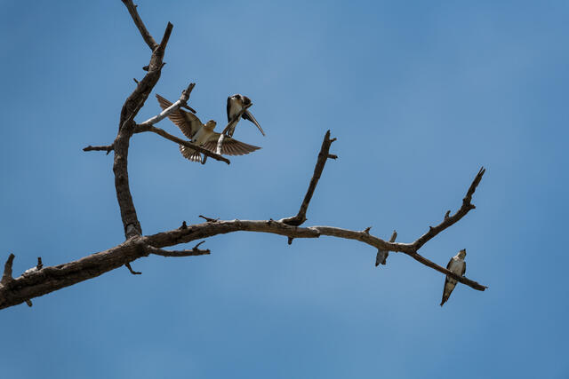 In for a Landing print