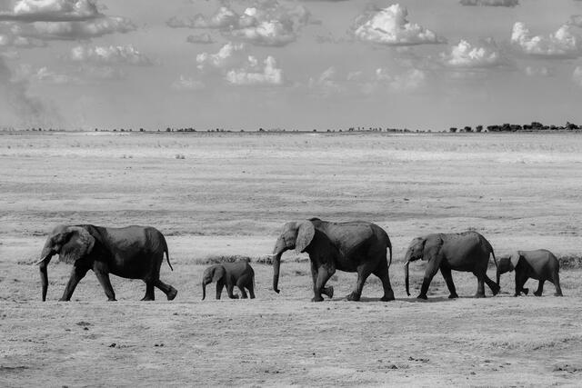 Elephant Convoy print