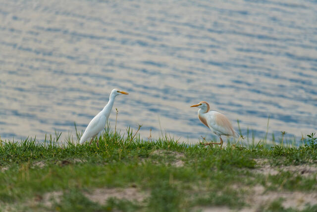 Egret Crosing print