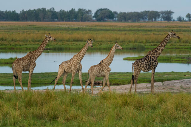 Giraffe Quartet print