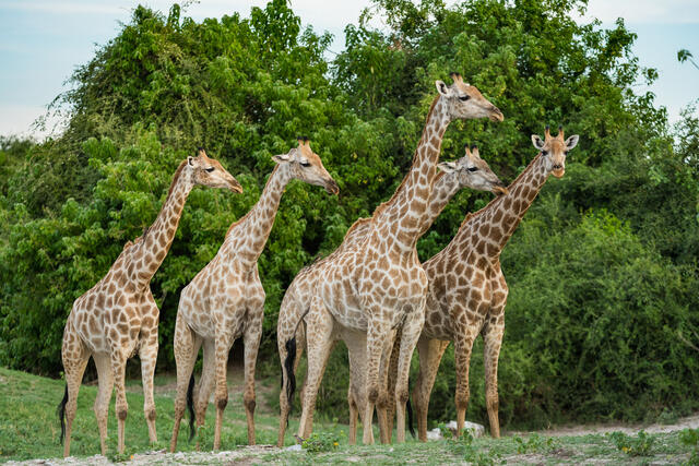 Giraffe Cluster print