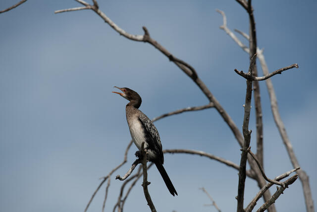 Squawking Reed print