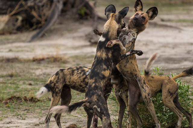 Post-Feeding Play print