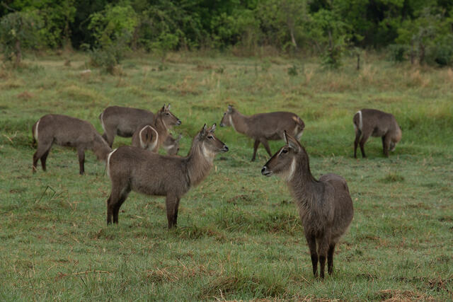 Grazing Waterbuck print