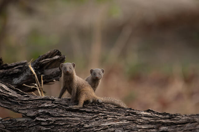 Curious Mongoose print