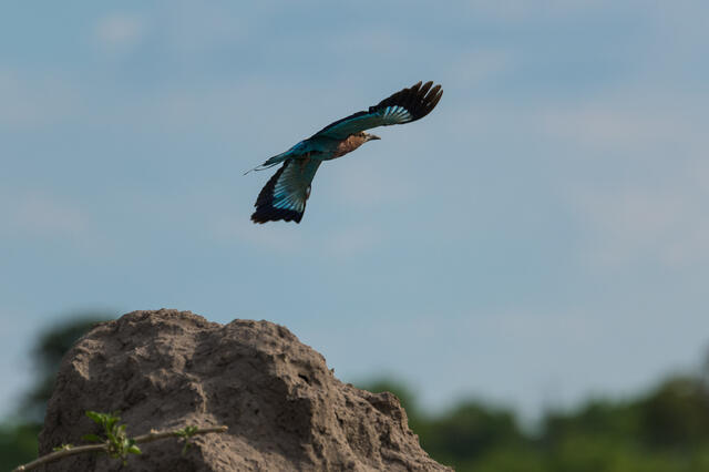 Roller in Flight print