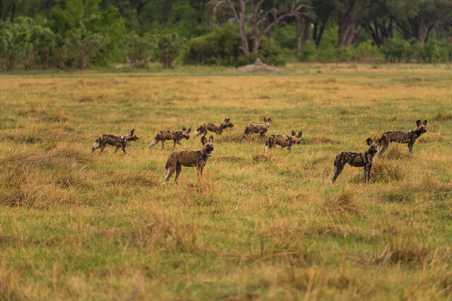Roaming Pack print