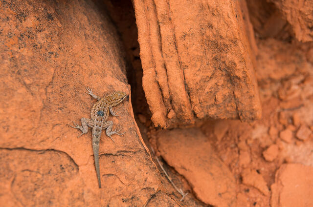 Resting Lizard print