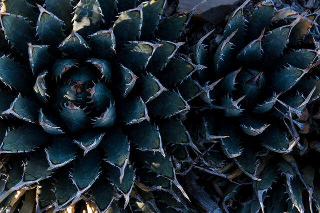 Succulent Patterns print