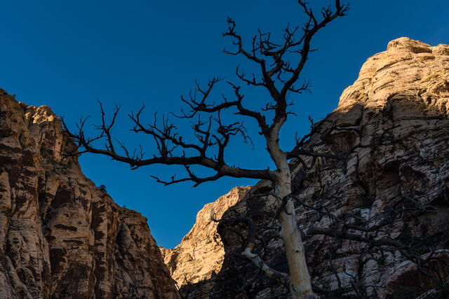 Tree and Canyon print