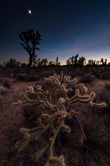 Chollo at Dusk print