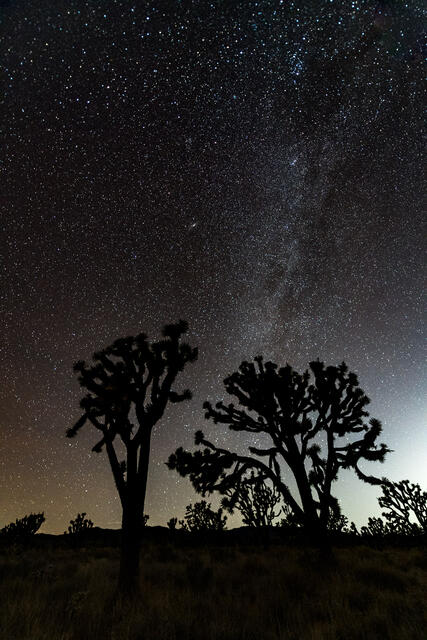 Trees and Stars print