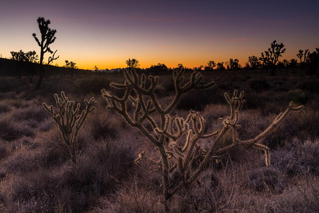 Chollos at Dawn print