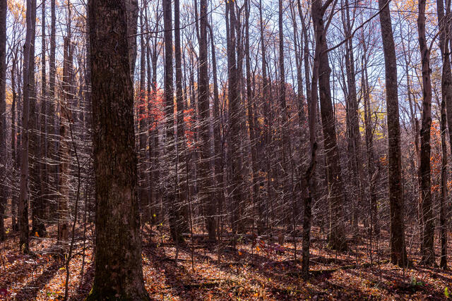 Backlit print