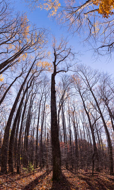 Bare Forest print