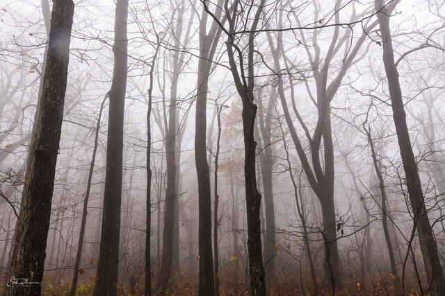 Foggy Forest print