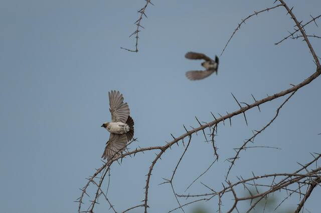 Weavers in Flight print