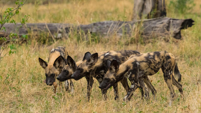 Catching a Sniff print