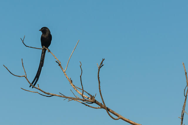 Perching Shrike print