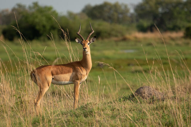 Pausing Impala print