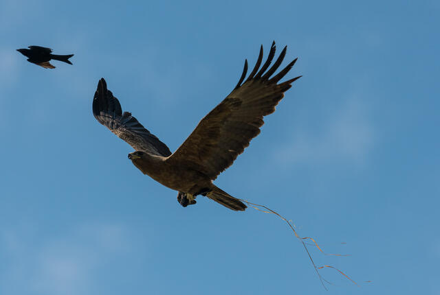 Hunting Flight print
