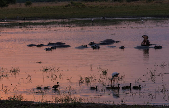Hippo Pond Evening print