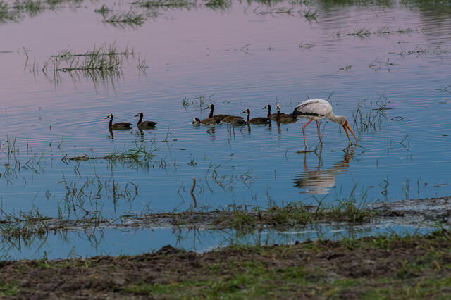 Evening Reflections print