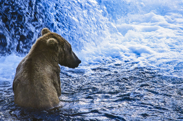 Blue Bear print