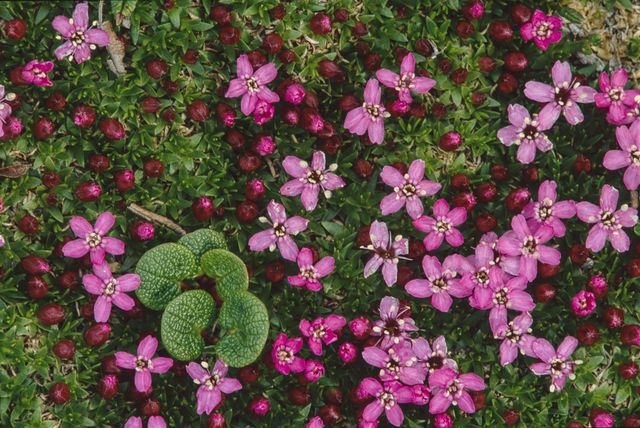 Alpine Decor print