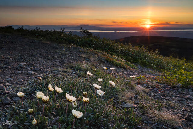 Sunset Avens print