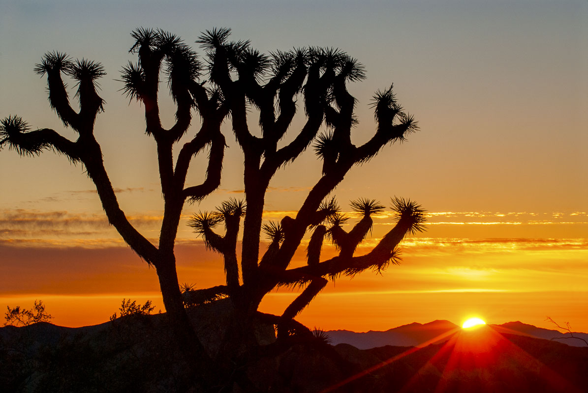 Sunrise on the Mojave Desert with joshua tree, Joshua Tree National Park, California.